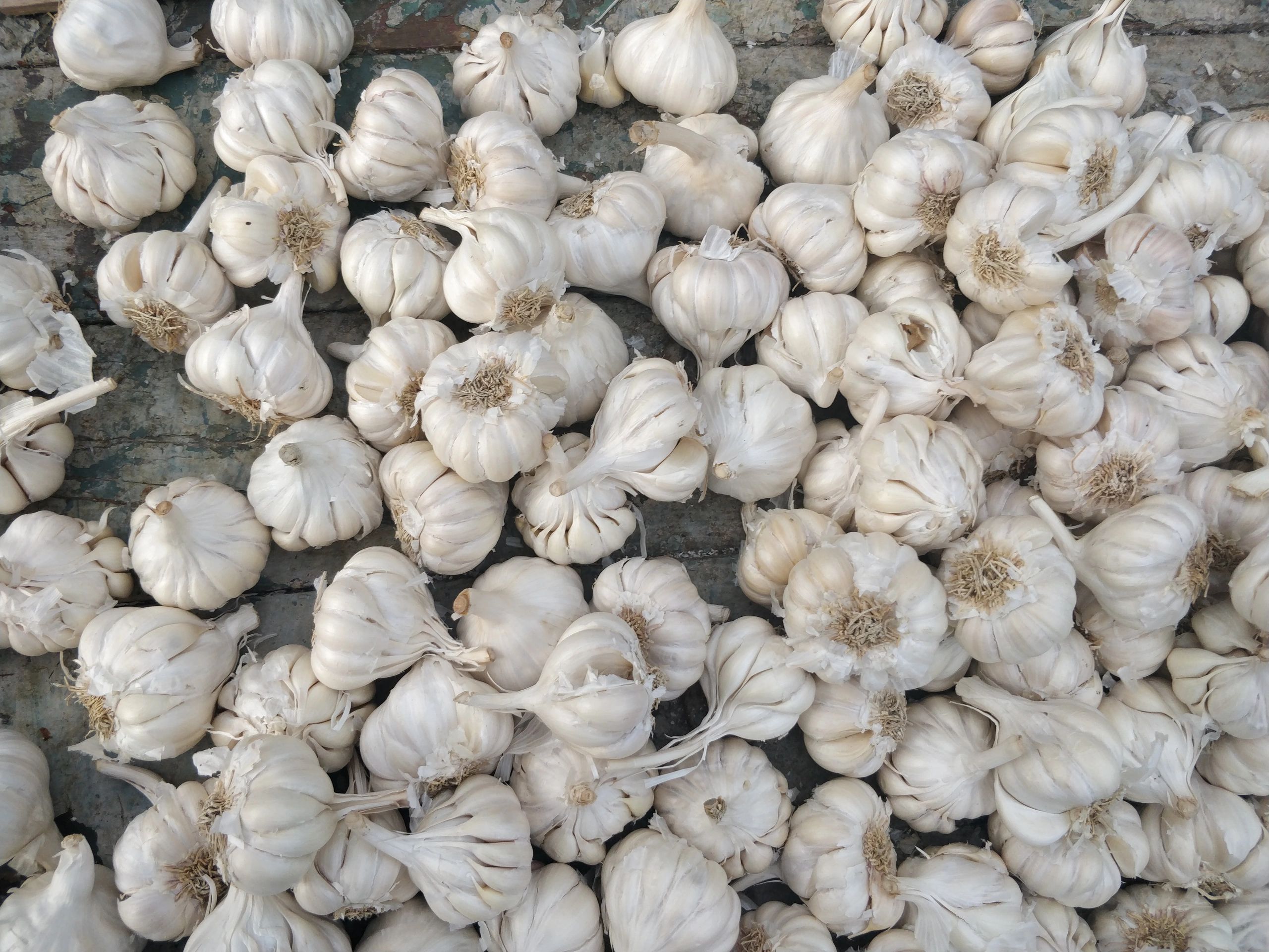 Close-up of fresh garlic representing agri commodity products